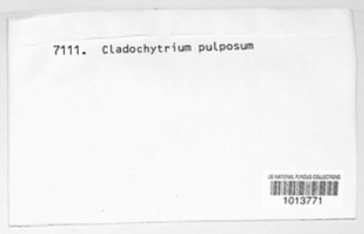 Cladochytrium pulposum image